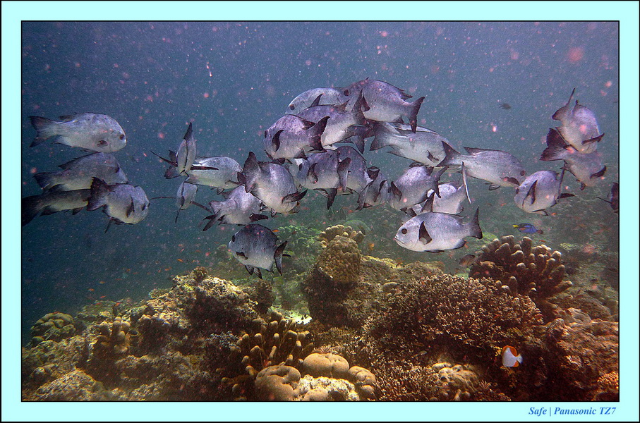 2011 - 08 - Borneo - Sipadan 086